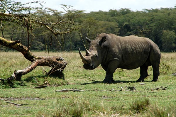 White Rhinoceros, Lake Nakuru