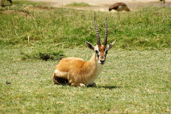 Thomson's Gazelle