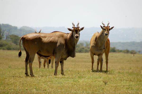 Eland are the largest antilope