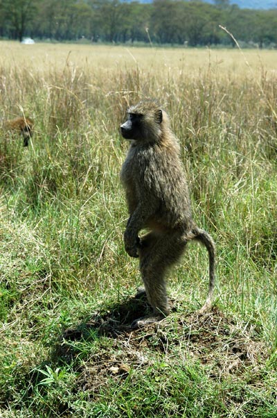 Olive baboon standing