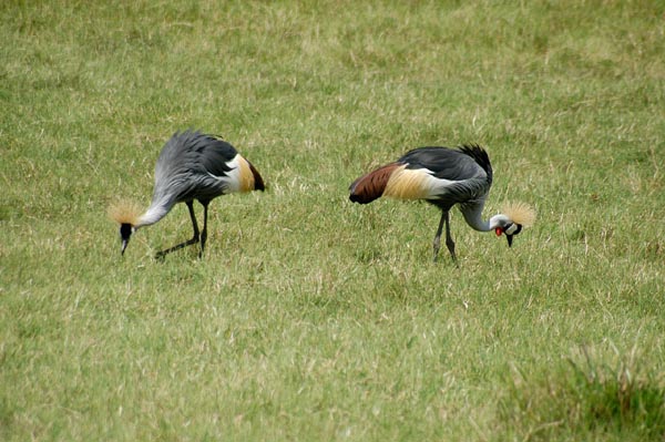 Grey Crowned Cranes