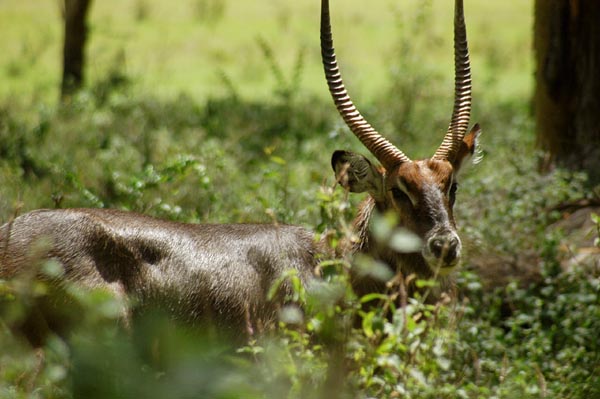 Defassa Waterbuck