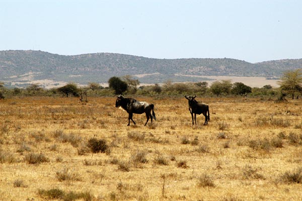 The first wildebeest spotted, still 85km from the park