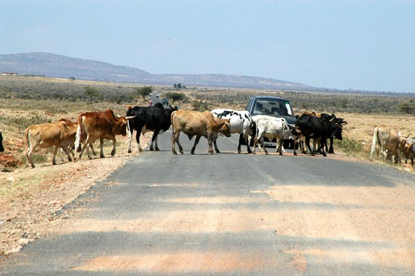 Herd of cattle crossing the road
