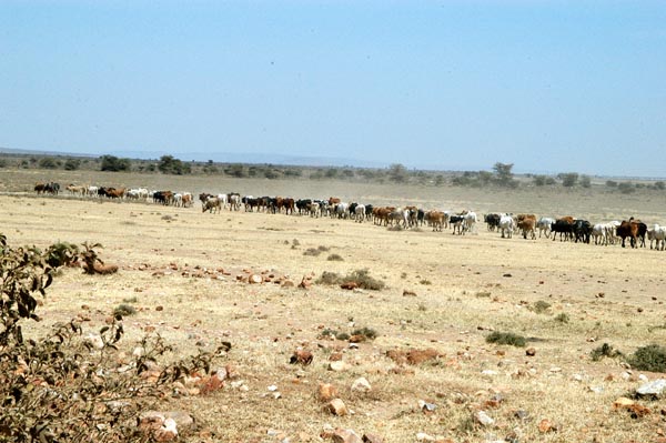 Long herd of Maasai cattle