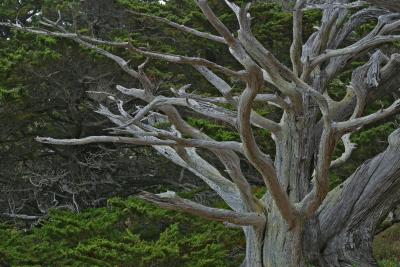 Old Tree, Point Lobos