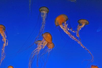 Jelly Fish At Monterey Aquarium