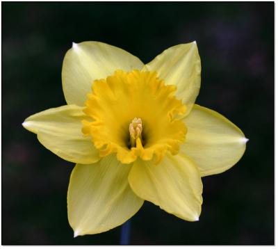 Daffodil, 1st bunch 2004