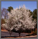 Bradford Pear trees