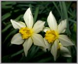 pair of Daffodils