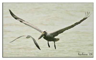 pelican and gull buddyIMG_1169 copy.jpg