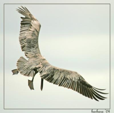 brown_pelican