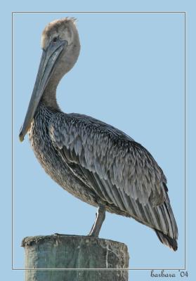 classic pelican on pier post.jpg