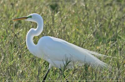 u41/bobbie2/medium/26745216.greategretwbreedingseasonplumageIMG_0773.jpg