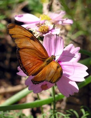 Butterfly Pavilion -Phoenix Desert Botanical Garden