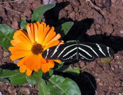 Butterfly Pavilion -Phoenix Desert Botanical Garden