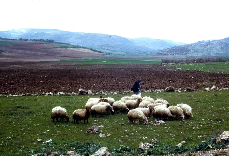 Shepherd and His Sheep