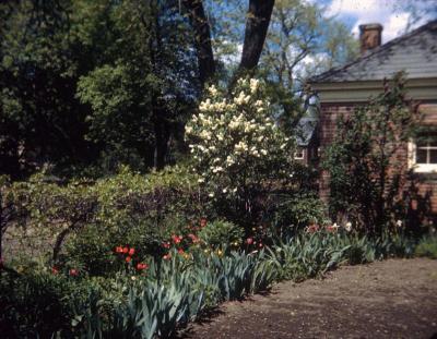 View of Part of Dad Grupp's Garden