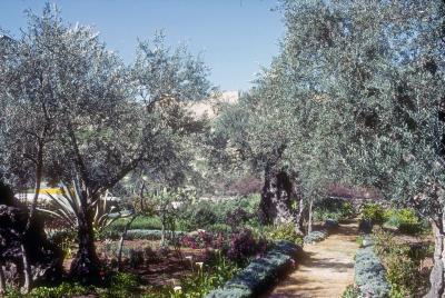 Garden of Gethsemane