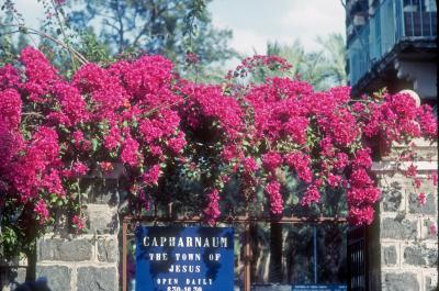 Entrance to the Ruins of the City opf Capernaum