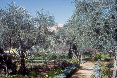 The Garden of Gethsemane Today