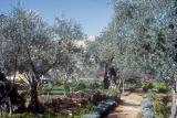 The Garden of Gethsemane Today