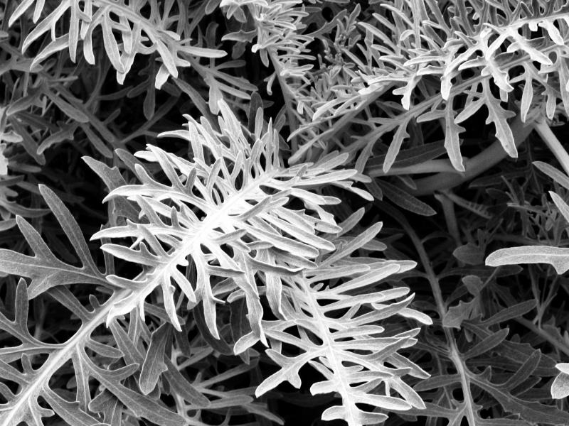 IMG_5860bw.jpg