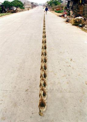 20040319ducksinarow.jpg