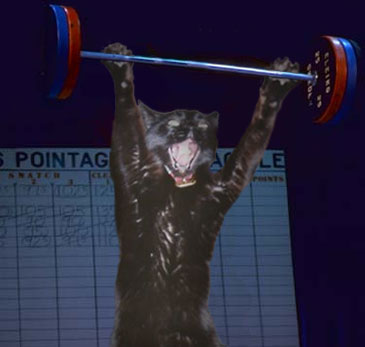 20040316catlifter.jpg