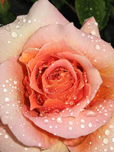 rose