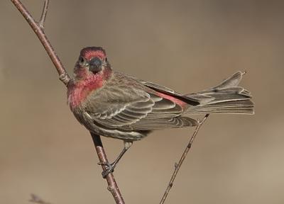 House Finch.jpg