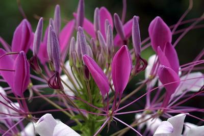 Cleome1.jpg