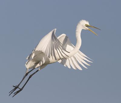 Great Egret Flying 2.jpg