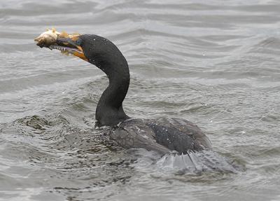 Cormorant Lunch 1.jpg