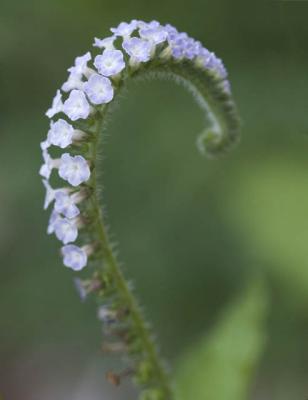 Indian Heliotrope.jpg