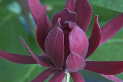 Sweet Shrub.jpg