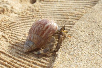 074 Beach bum