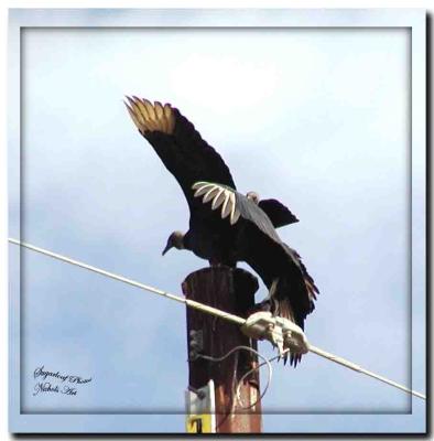 black Vultures