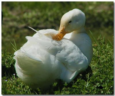 Miss-march-duck.jpg