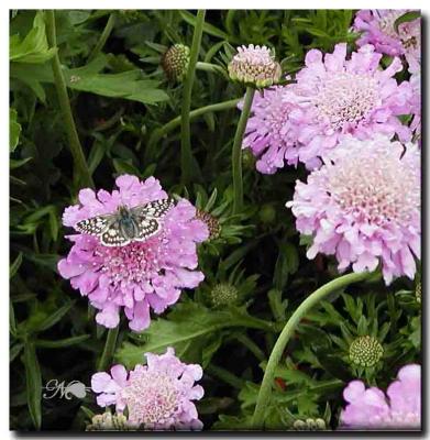 louisiana_wild_blooms