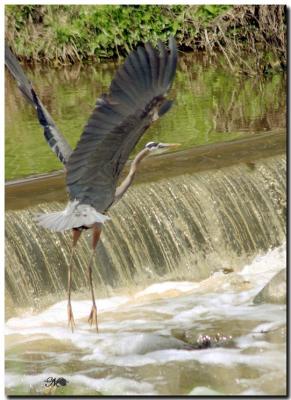  Blue herons-2004