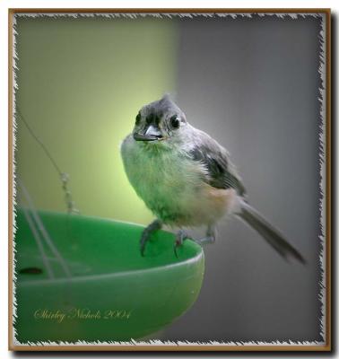 tiny bird happy with one tiny seed