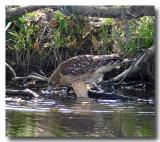 hawk-fishing