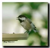 Chickadee-01.jpg