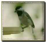 Chickadee-03.jpg