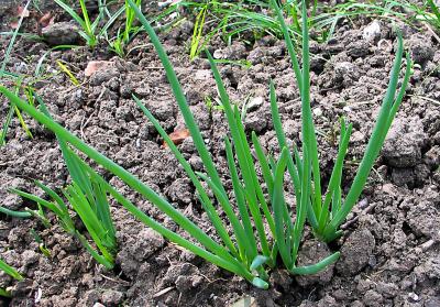 White-Shallots-8-days-old.jpg