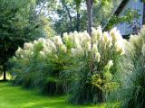 Pampas-Grass-and-Cypress-Tree Row .jpg