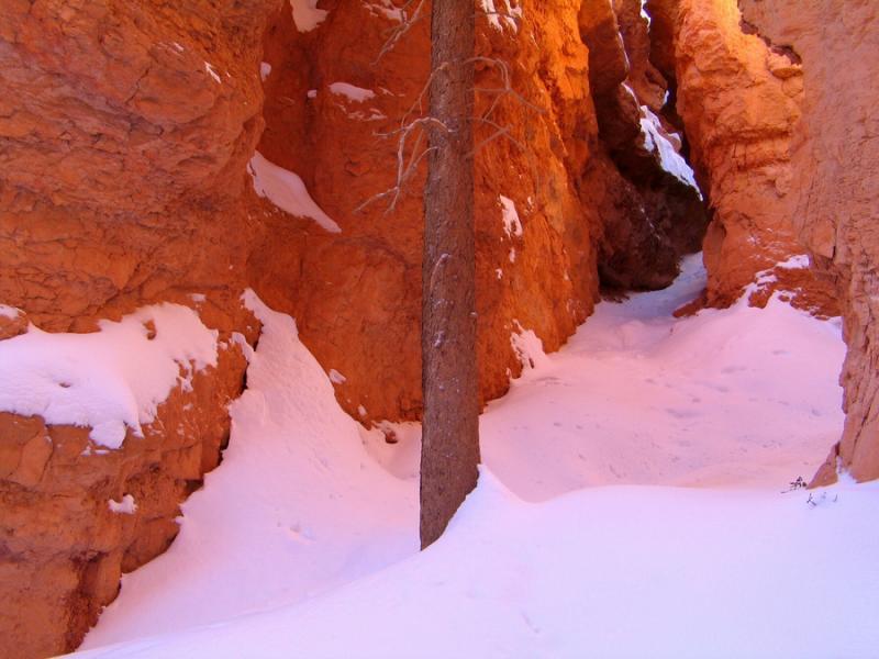 Tree and Wall Detail #2