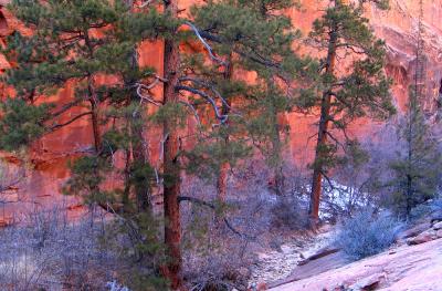 In a Zion Side Canyon