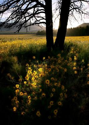 Sunflowers and Pine, Sunset